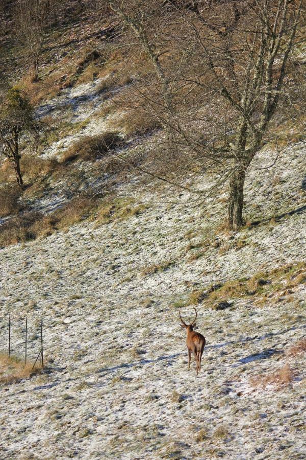 Maison Du Coue Pyrenees Mourtis Gite Pour 2 A 12 Pers Sengouagnet المظهر الخارجي الصورة